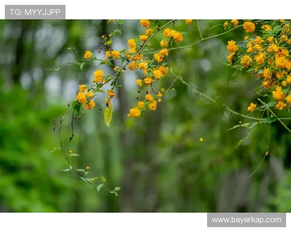 爱在桐花纷飞时：一场关于初心与归宿的温柔絮语